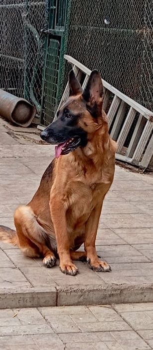 Крупные ,черномордые суки из питомника