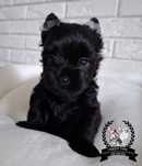 Suczka Black Yorkshire Terrier