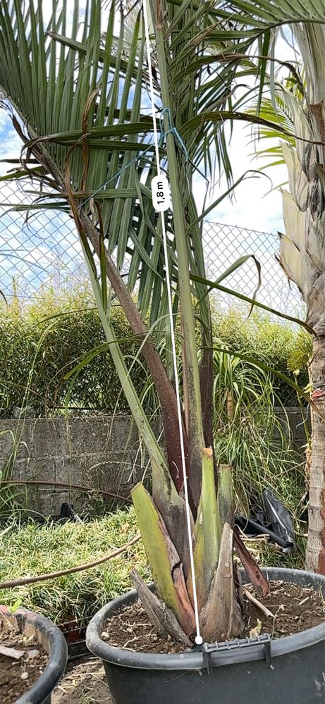 * Palmeira Triângulo* Dypsis Decaryi * Raras