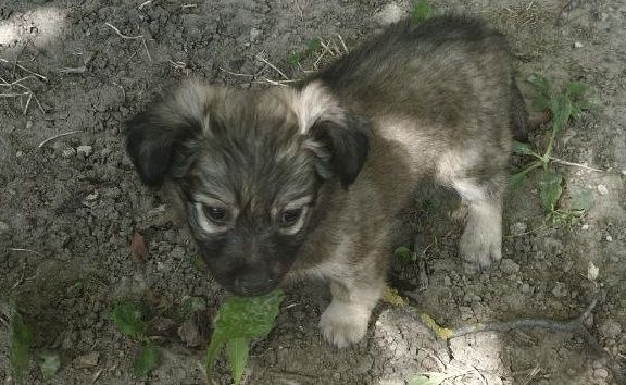 Віддам в добрі руки