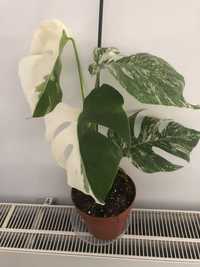 Monstera Deliciosa Variegata