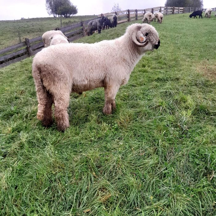 Sprzedam barana i owce do dalszego chowu