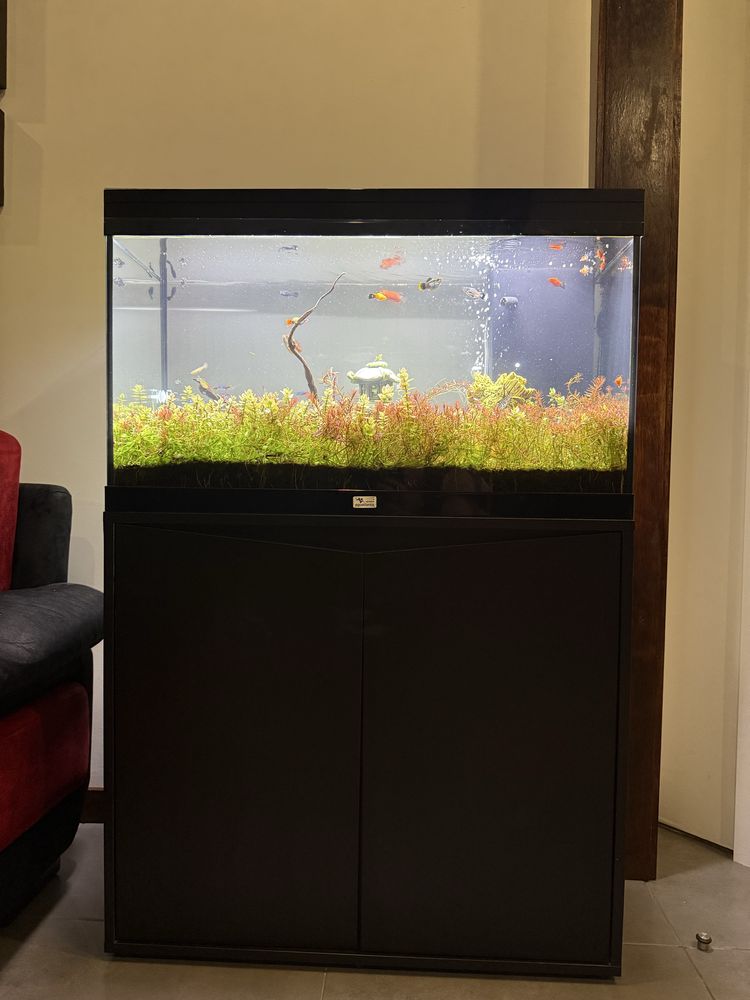 Aquário de Água quente com móvel incorporado