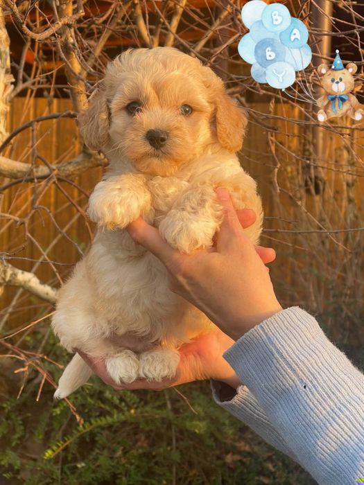 Хлопчик мальтіпу з блакитними оченятами