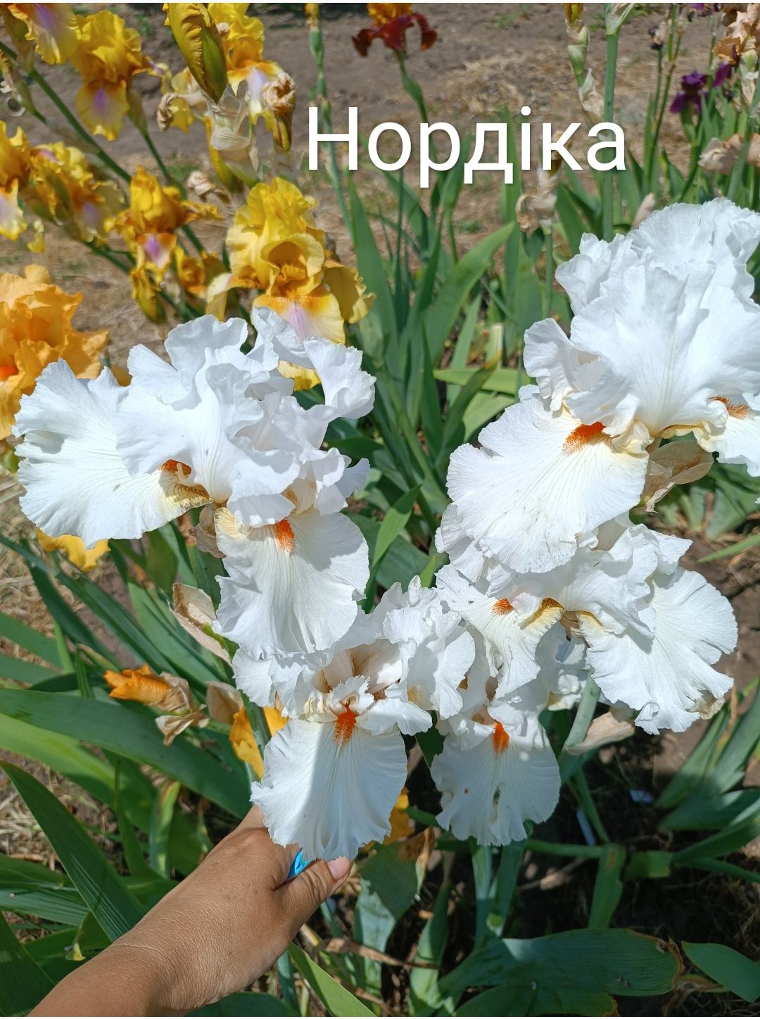 Іриси сортові, німецької селекції Стрендж Брю