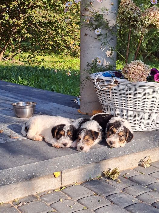 Foksterier szorstkowłosy szczeniak