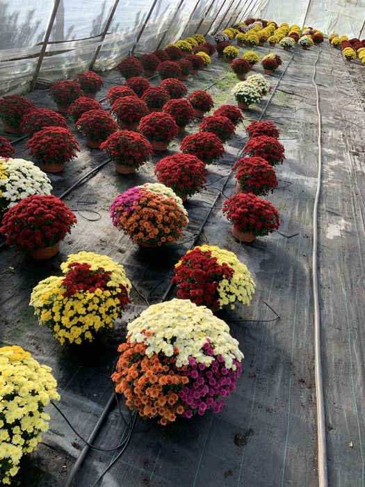 Chryzantemy drobno kwiatowe