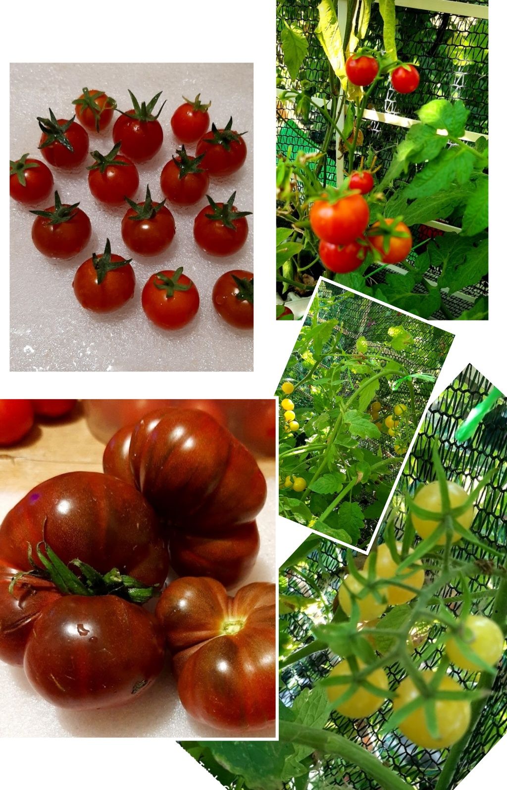 Рассада эксклюзивных, сортовых томатов