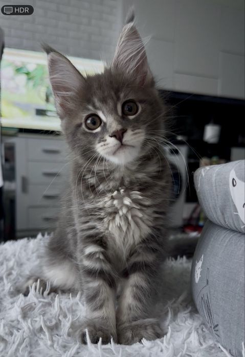 Мейн кун блакитна таббі