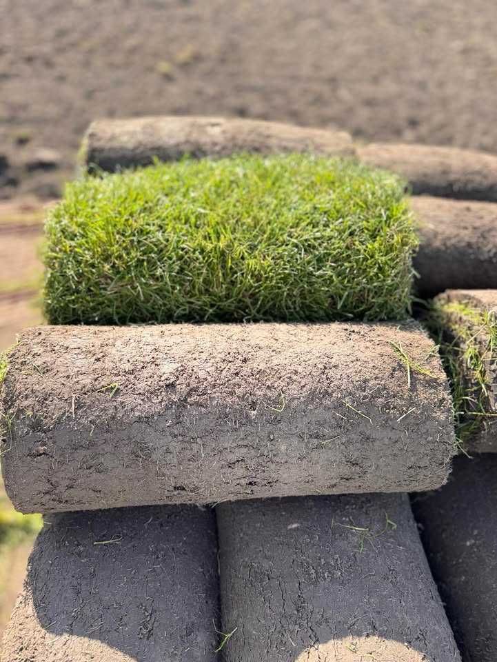 Trawa z rolki, trawa w rolce, trawnik producent