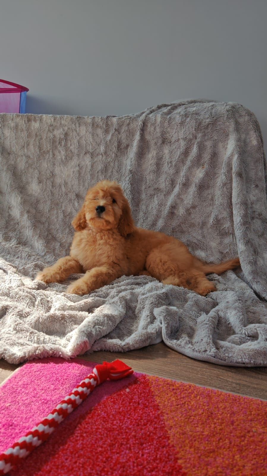 Irishdoodle goldendoodle badania genetyczne