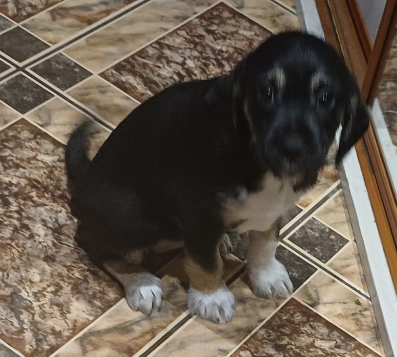 Szczeniaki szukają dobrego domu