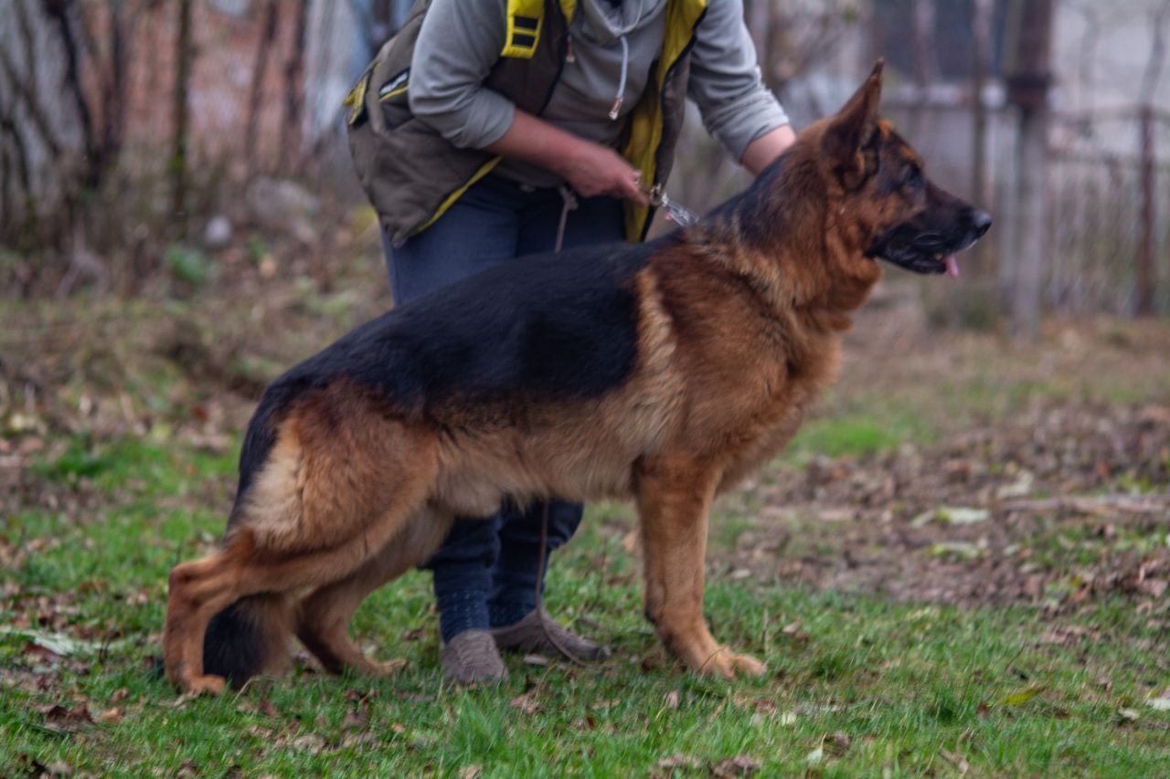 Підрощена сука німецької вівчарки. 11 міс