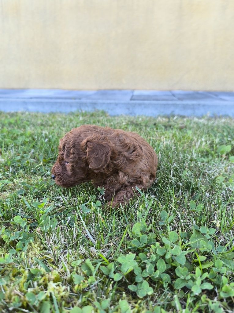 Pudel toy Red Brown Chińczyk