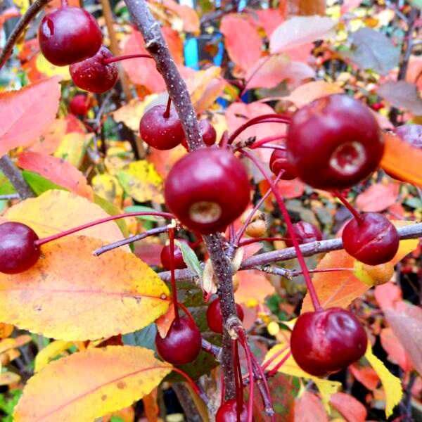 Jabłoń ozdobna "Liset", piękne kwiaty, bordowe liście, jadalne owoce.
