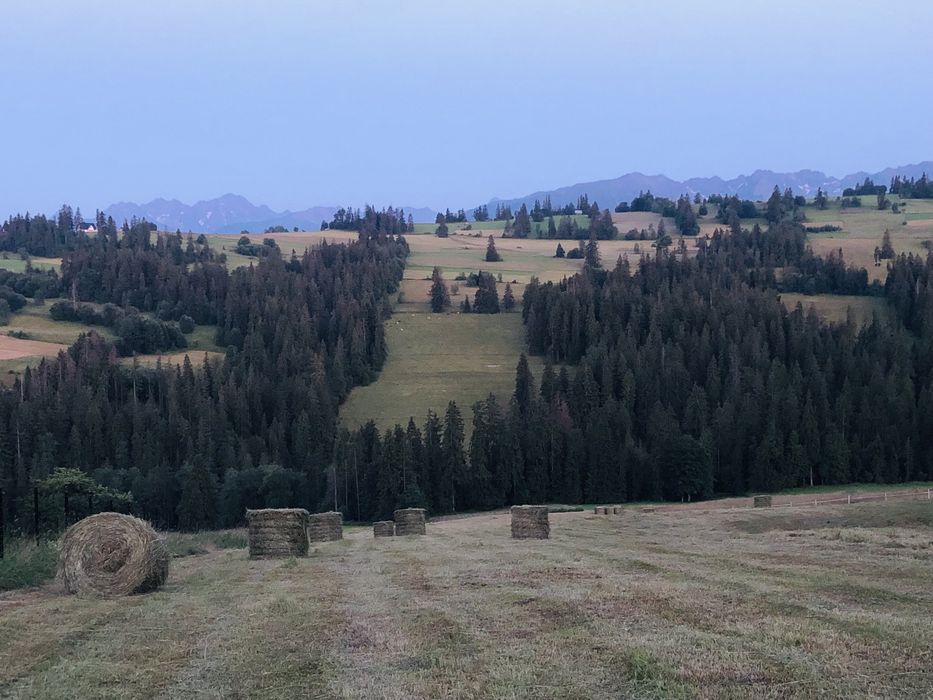 Sprzedam siano suche w belach