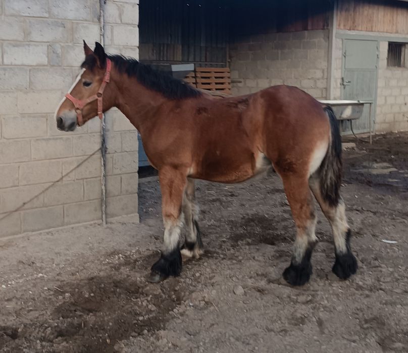 Ogierek zimnokrwisty 6 miesięcy.