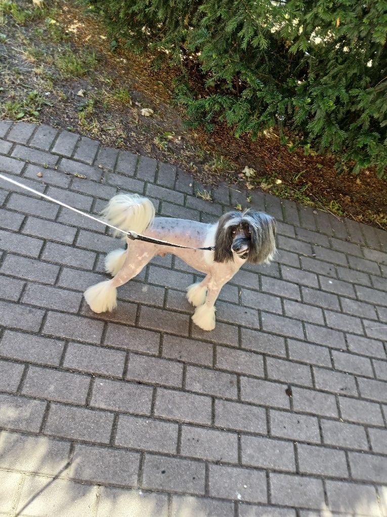Oddam w dobre ręce