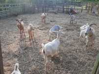 Cabras de quinta caseiras