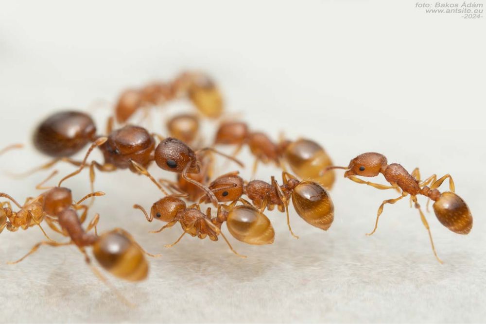 Kolonia Temnothorax sp. już od 15zł