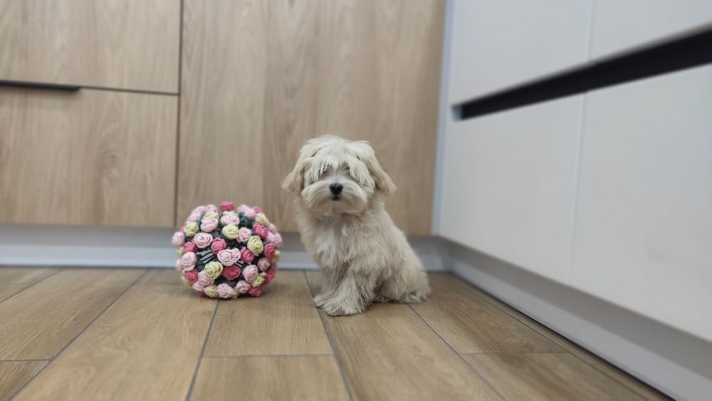 Maltipoo maltipoo