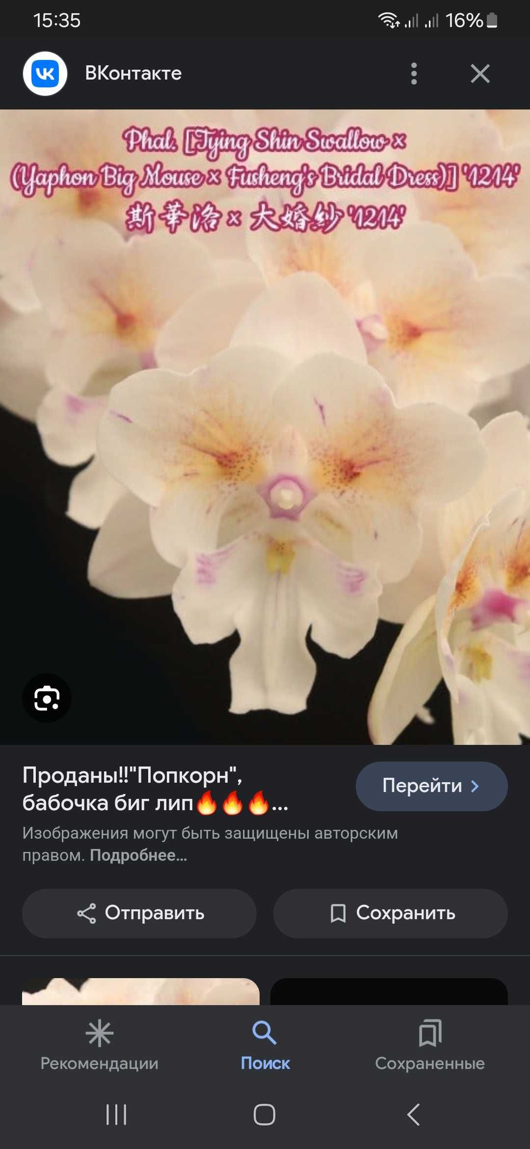 Продам орхидею попкорн