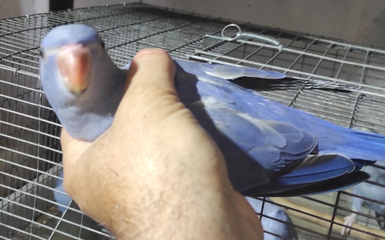 Ring Necks criados à mão