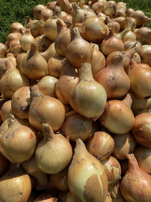 Продам цибулю оптом,дуже смачна та соковита , довго зберігається.