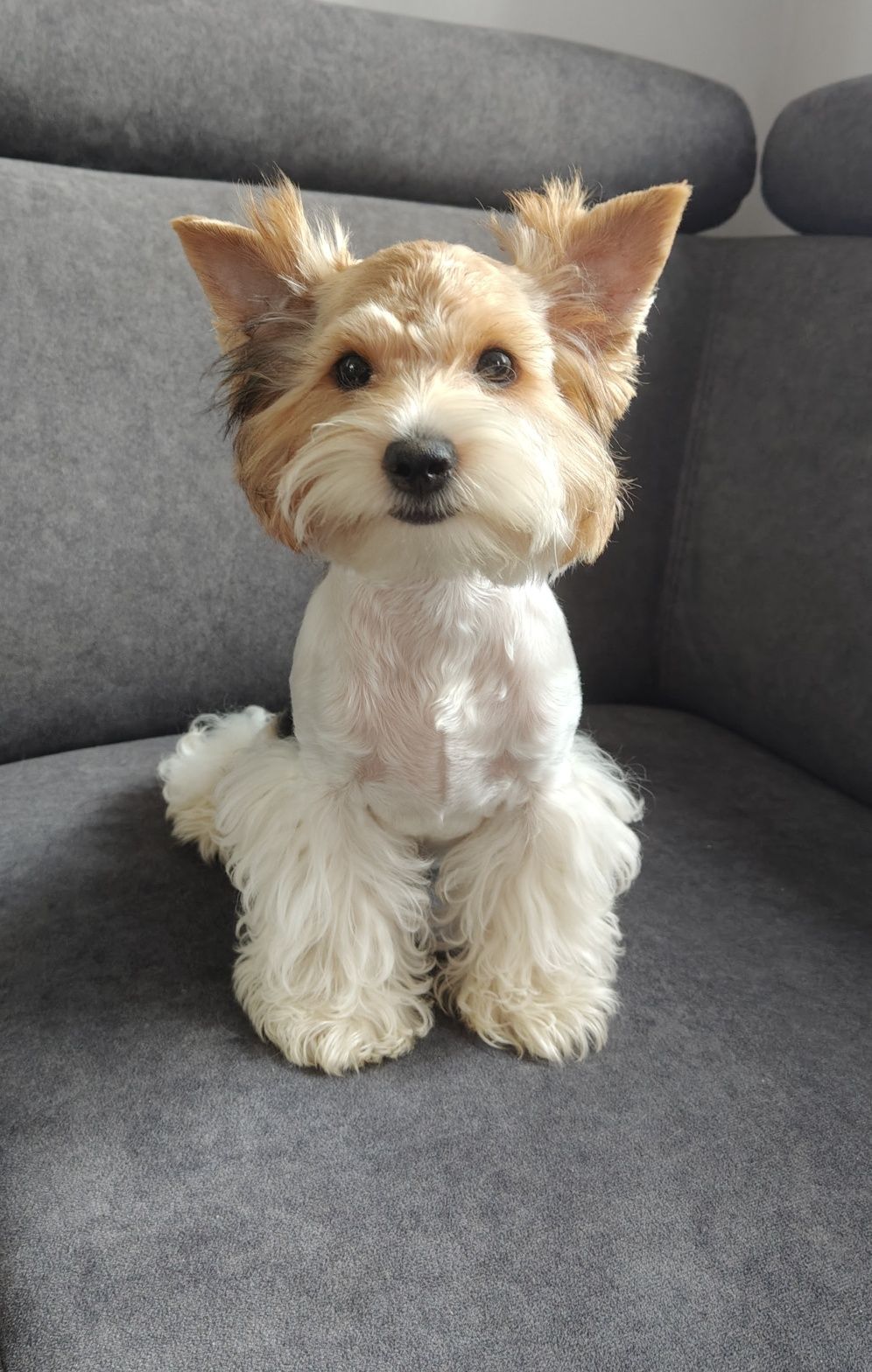 Samiec Yorkshire terrier