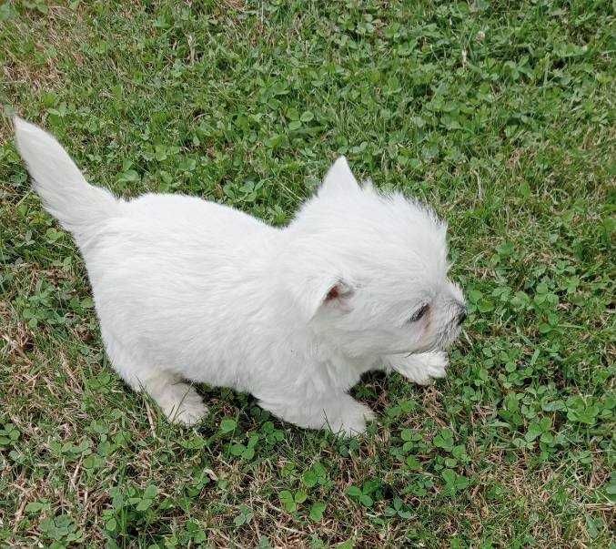 west Highland White Terrier