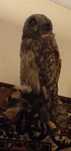 Чучело домовый сыч (Athene noctua) небольшая сова, отличного качества