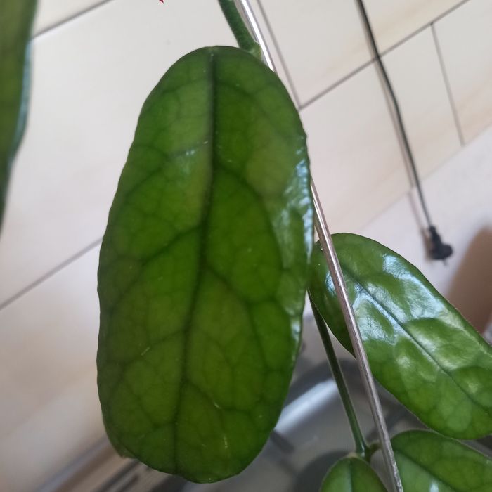 Hoja globulosa sadzonka cięta szczytowa
