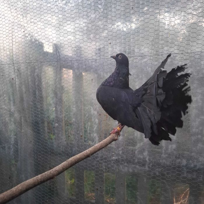 Młode Gołębie Pawik Pawiki