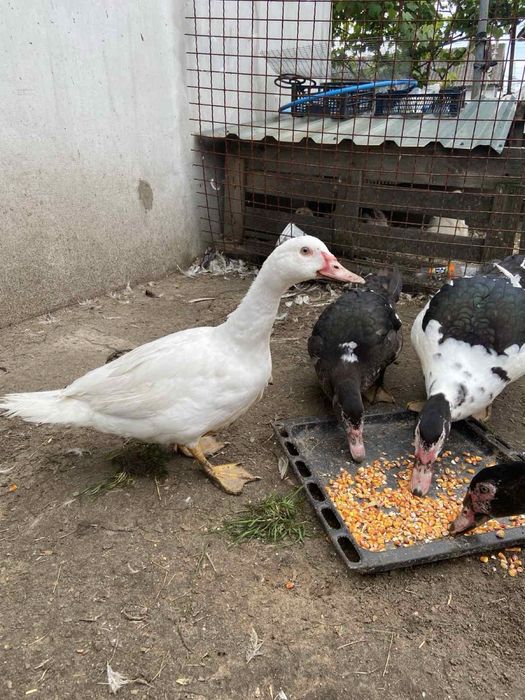 Утки мускусные продам
