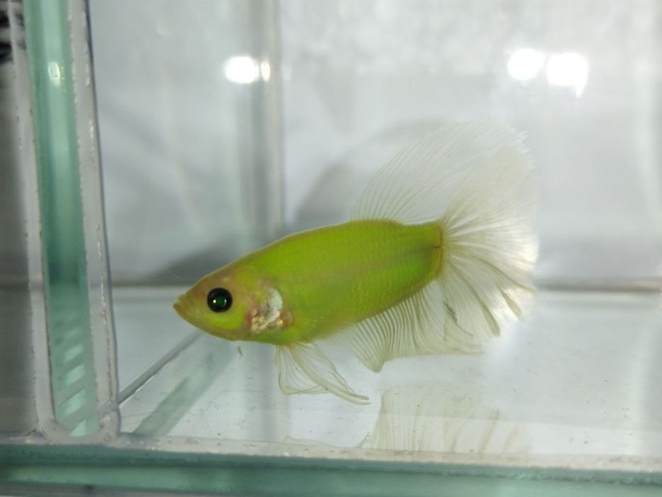 Петушок, півник, різні кольори, коронохвостий, плакат, дельта, вуаль.