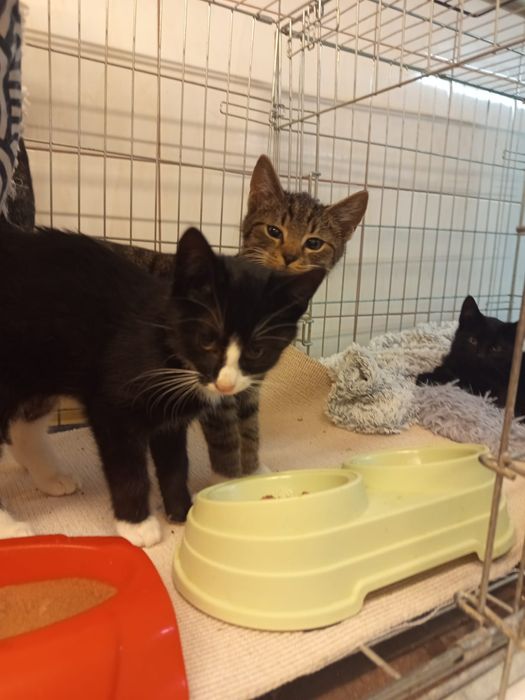 Dwaj bracia szukają domu niewychodzącego