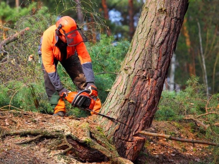 Wycinka drzew krzewów karczowanie usługi rębakiem