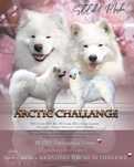 SAMOYED  listopad 2025 *Arctic Challenge Poland FCI*