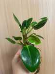 Filodendron Birkin sadzonki