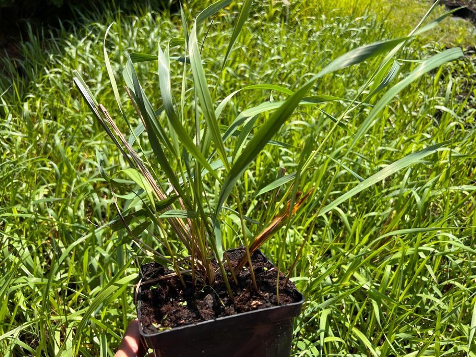 Trawa żubrówka (Hierochloe odorata) Turówka P13