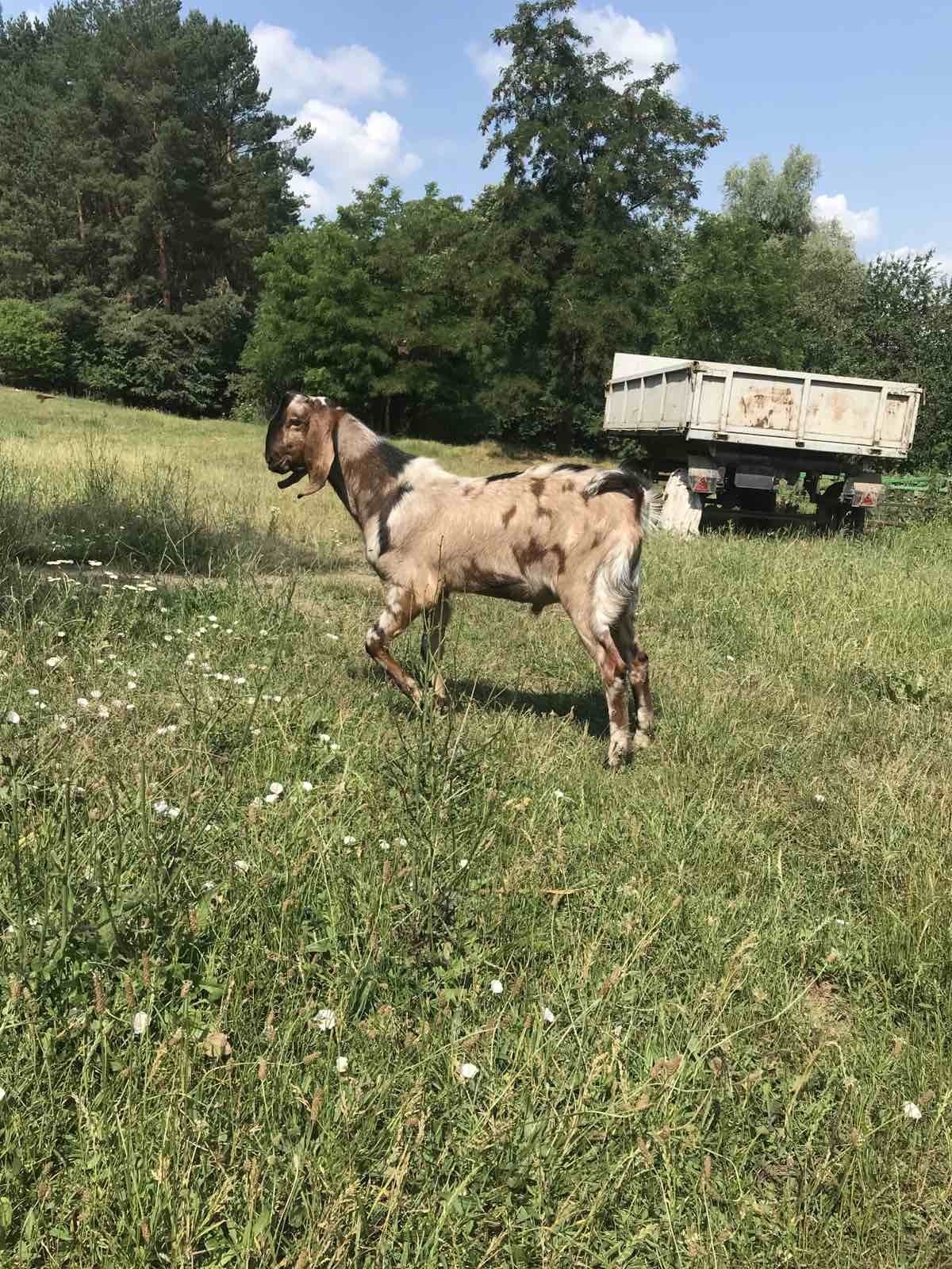 Крижопільський район