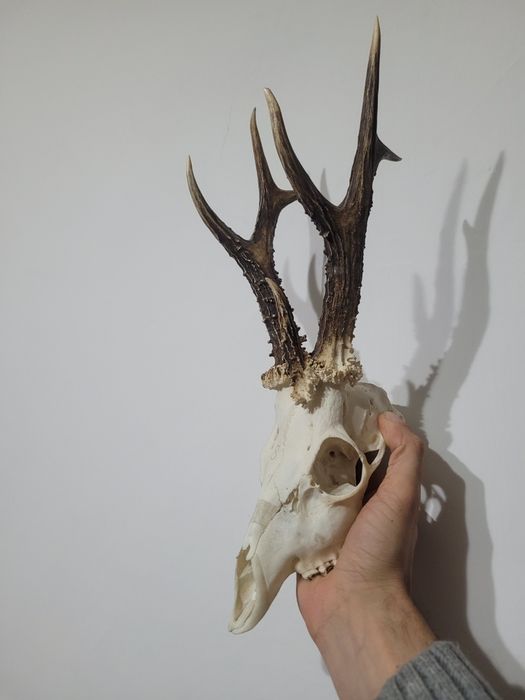 Parostki kozła 3 tykowiec