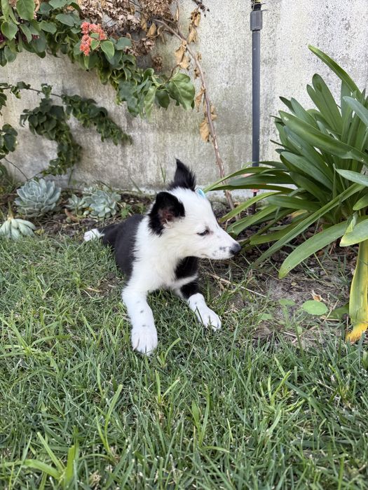 Border collie preta e branca linda !