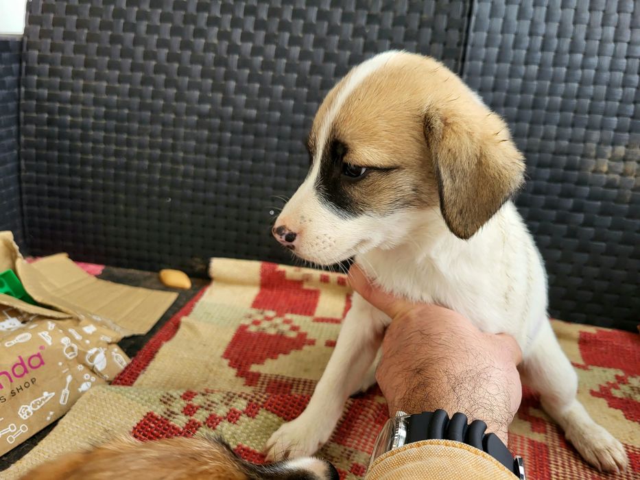 Cadelinhas para adoção