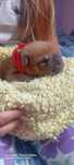 Piesek shar pei z rodowodem zkwp