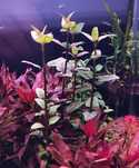 Acmella repens..