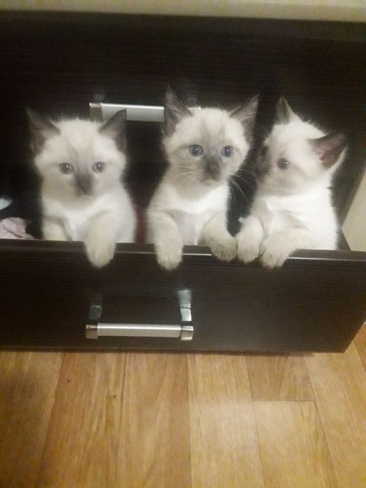 Котята   мальчик и девочка сиамские тайский