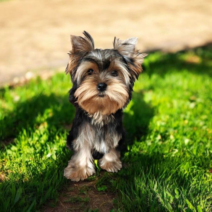 Chłopczyk York zkwp Fci