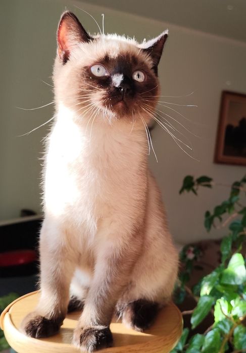 Британські кошенята, котики, кицюні, британские