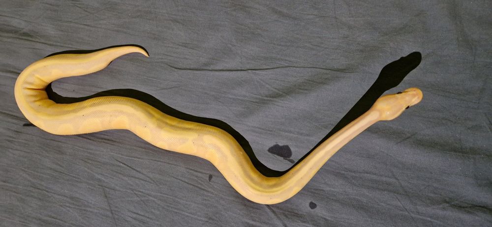 Wąż samiec 1.5 roku